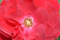 Closeup macro of Knockout Rose with selective focus.