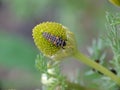 Macro of a ladybird Coccinella septempunctata larva on a flower of chamomile Matricaria discoidea Royalty Free Stock Photo