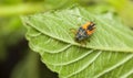 Scary ladybird larva Royalty Free Stock Photo