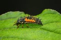 Scary spiny ladybird larva Royalty Free Stock Photo