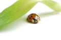 Macro ladybug