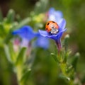 Macro Ladybug