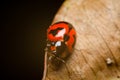 Macro of ladybug on black background