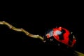 Macro of ladybug on black background Royalty Free Stock Photo