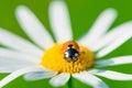 Macro ladybug on camomile