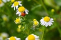 macro of a ladybug on chamomile blossom. pesticide free organic farming concept
