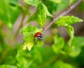 macro of a ladybug sitting on a leaf. pesticide free biological pest control organic farming concept