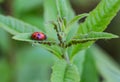 Macro of a ladybug coccinella magnifica on verbena leafs eating aphids Royalty Free Stock Photo