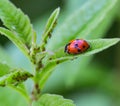 Macro of a ladybug coccinella magnifica on verbena leafs eating aphids Royalty Free Stock Photo