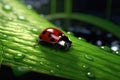 Ladybug on leaf.close up photo