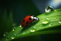 Ladybug on leaf.close up photo