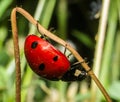 Macro Ladybug Coccinellidae on the herb.