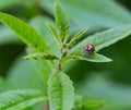 Macro of a ladybug eating aphids on verbena leafs Royalty Free Stock Photo