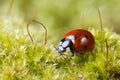 Macro ladybug on grass in spring
