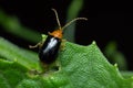 Macro ladybug on plant, the insect on leaf