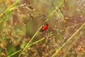 Macro the ladybug sits on a grass Royalty Free Stock Photo