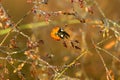 Macro the ladybug sits on a grass Royalty Free Stock Photo