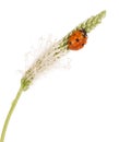 Macro ladybug on spike of plantain in water drops isolated