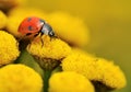 Macro of a ladybug on a yellow flower Royalty Free Stock Photo