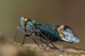 Large blue insect macro in Tangkoko National Park. North Sulawesi, Indonesia.