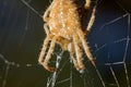 Macro of large cross orb spider female in her web in autumn orange color spiky legs