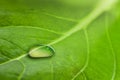 Macro of a large drop of transparent rain water on a green leaf