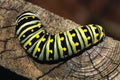 Macro of a large Eastern Black Swallowtail Caterpillar (Papilio polyxenes) Royalty Free Stock Photo