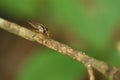 Large mosquito macro in Tangkoko National Park. North Sulawesi, Indonesia.