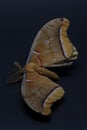 Macro of a large moth.