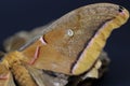 Macro of a large moth.