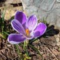 Macro of large purple King of Striped Crocus on a sunny spring day with big stone background. Royalty Free Stock Photo