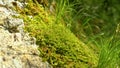MACRO: A large schist rock partly covered in moss sparkles in spring sunshine.