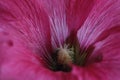 Macro of large violet flower