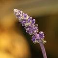 Macro lavender flower