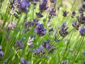 Lavender in macro