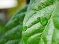 Macro of leaf of basil, with drops