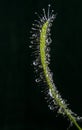 Macro of leaf of a carnivorous sundew plant (Drosera capensis) Royalty Free Stock Photo