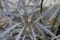 Macro of the leaf centers on a False Aralia plant