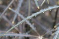 Macro of the leaf centers on a False Aralia plant