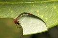 Macro of a leaf cutter ant Royalty Free Stock Photo