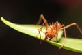 Macro of a leaf cutter ant Royalty Free Stock Photo
