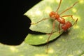 Macro of a leaf cutter ant Royalty Free Stock Photo