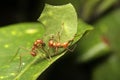 Macro of a leaf cutter ant Royalty Free Stock Photo