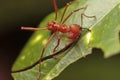 Macro of a leaf cutter ant Royalty Free Stock Photo
