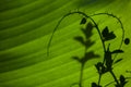 Shadow of leaves on a banana leaf Royalty Free Stock Photo