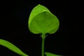 Macro leaf plant on a black background Royalty Free Stock Photo