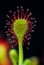 Macro - leaf of Sundew (Drosera) Madagascariensis Royalty Free Stock Photo