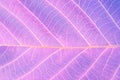 Macro leaf texture. Abstract Nature background. Saturated lilac violet color Royalty Free Stock Photo