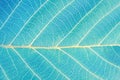 Macro leaf texture. Abstract Nature background. Saturated turquoise color