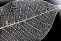 Macro leaf texture on black background Royalty Free Stock Photo